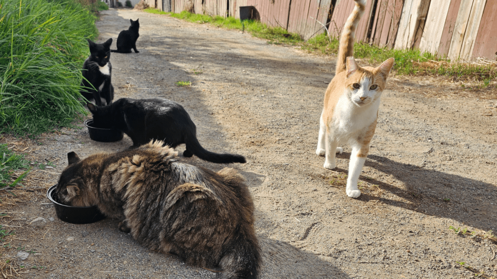 A group of outdoor cats