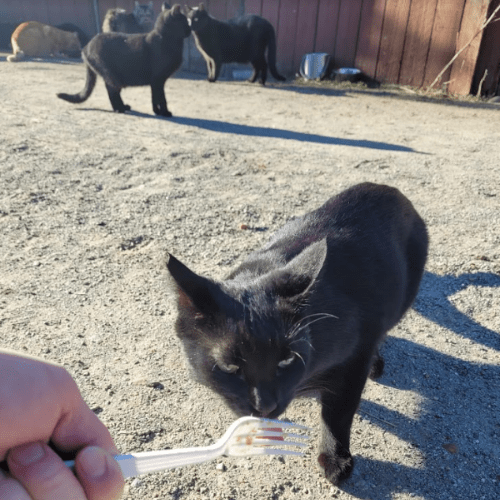 Hand feeding a stray