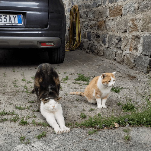 TNR cats in Italy