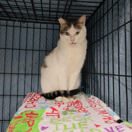 Scared feral cat