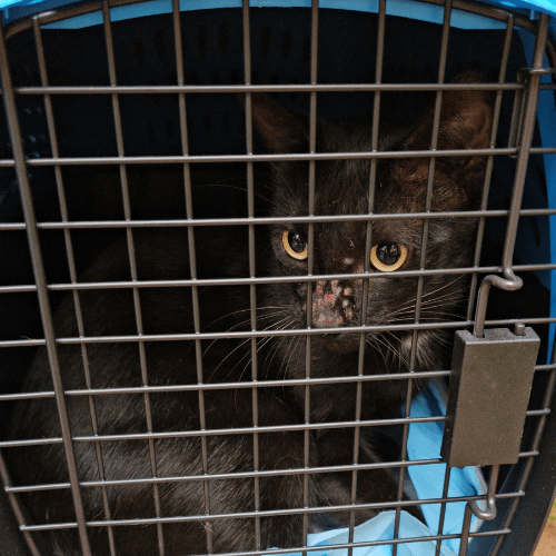 sick cat in a carrier