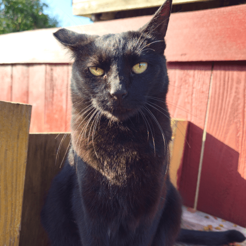 Cat glaring