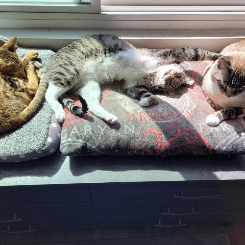 Three cats sleeping together