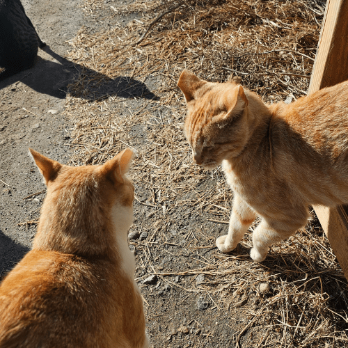 Two alpha male cats