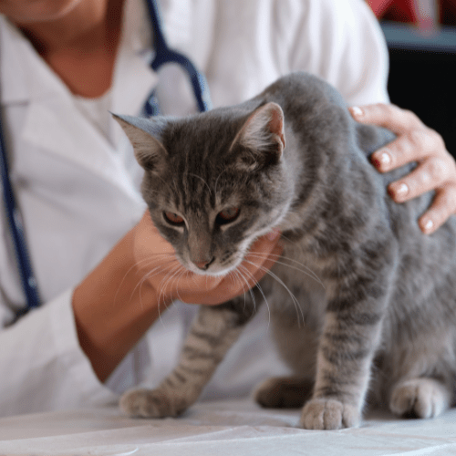 cat at vet with respiratory infection