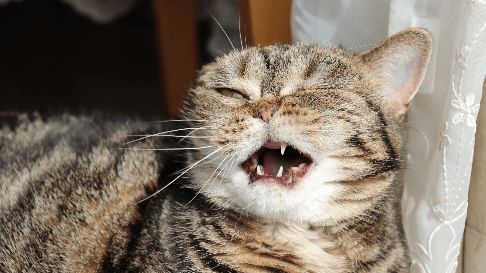 Why Is My Cat Sneezing?