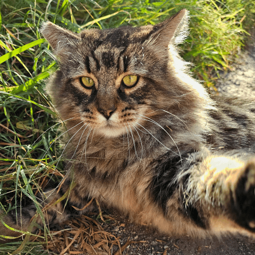 Cute fluffy feral cat