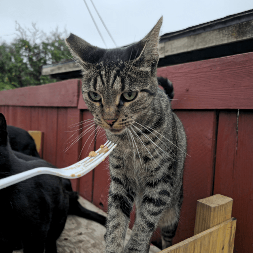socializing a feral cat