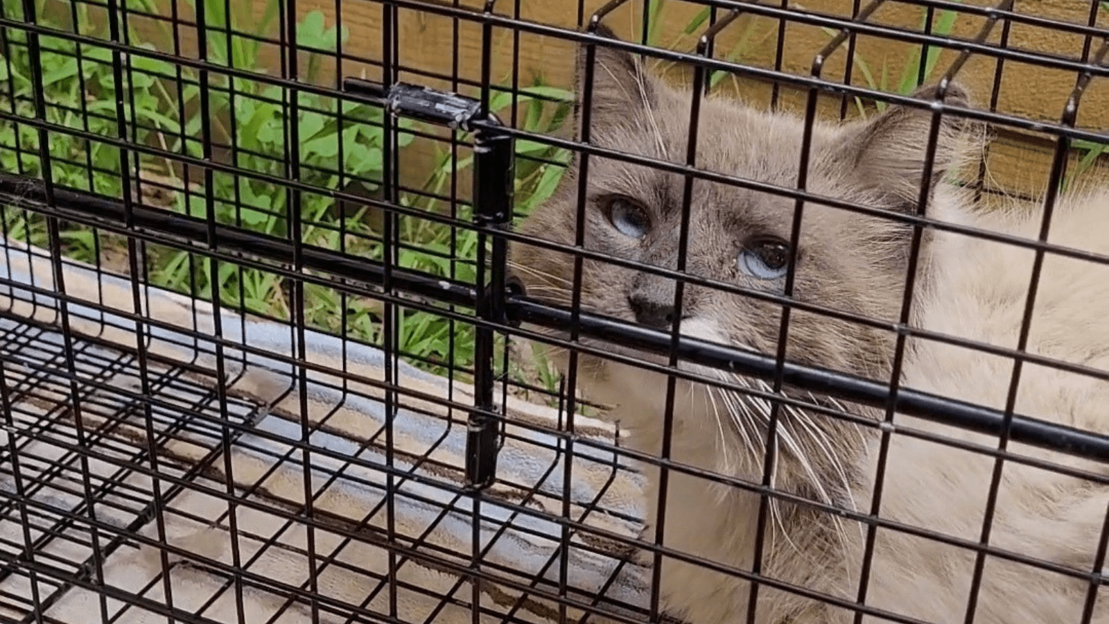Best Cat Traps