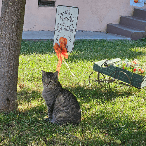 Cute stray cat outside