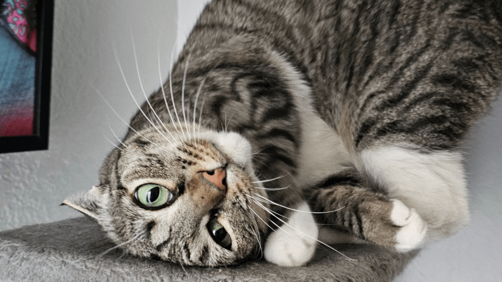 Funny cat face