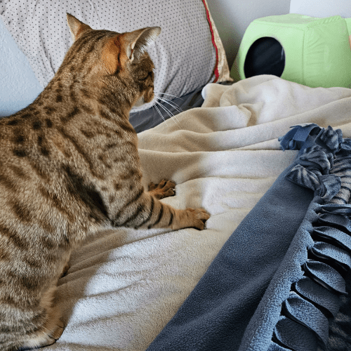 Savannah cat making biscuits on blanket