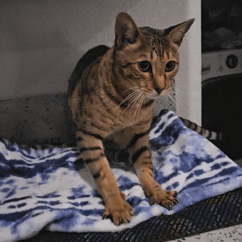 Savannah cat making biscuits