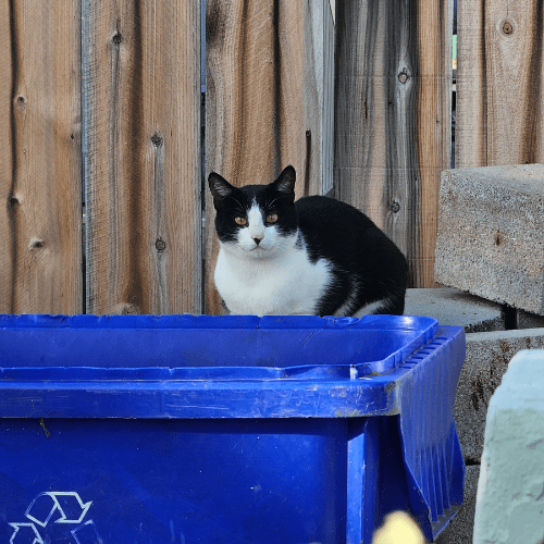 Stray cat outside