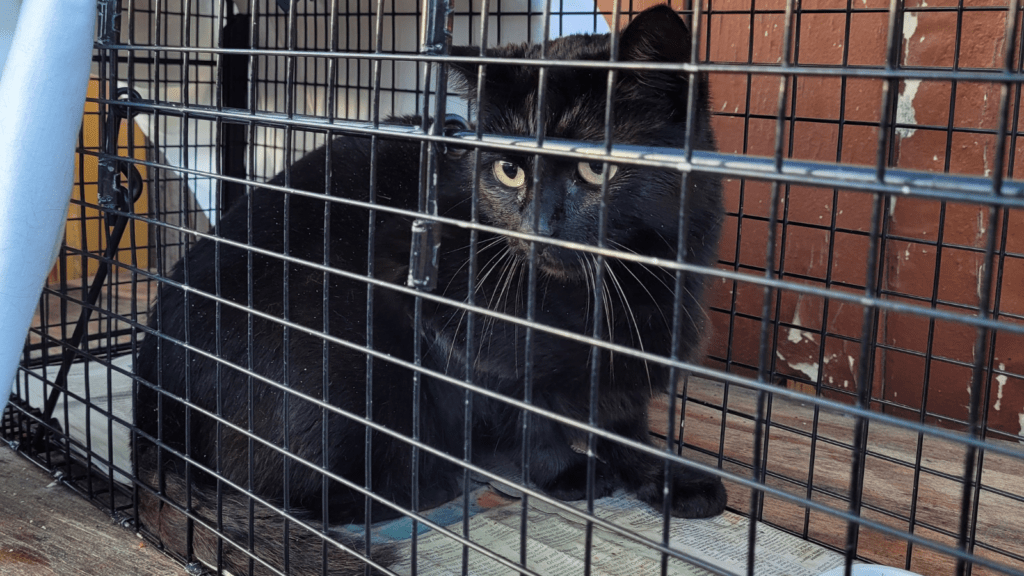 Trapping A Difficult Cat