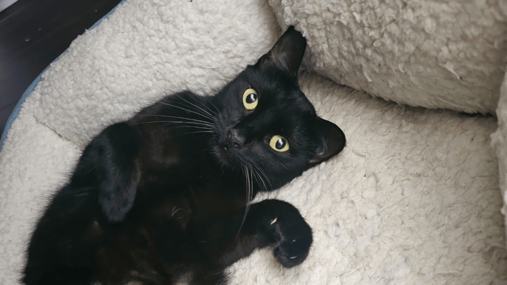 Cute Cat Photo