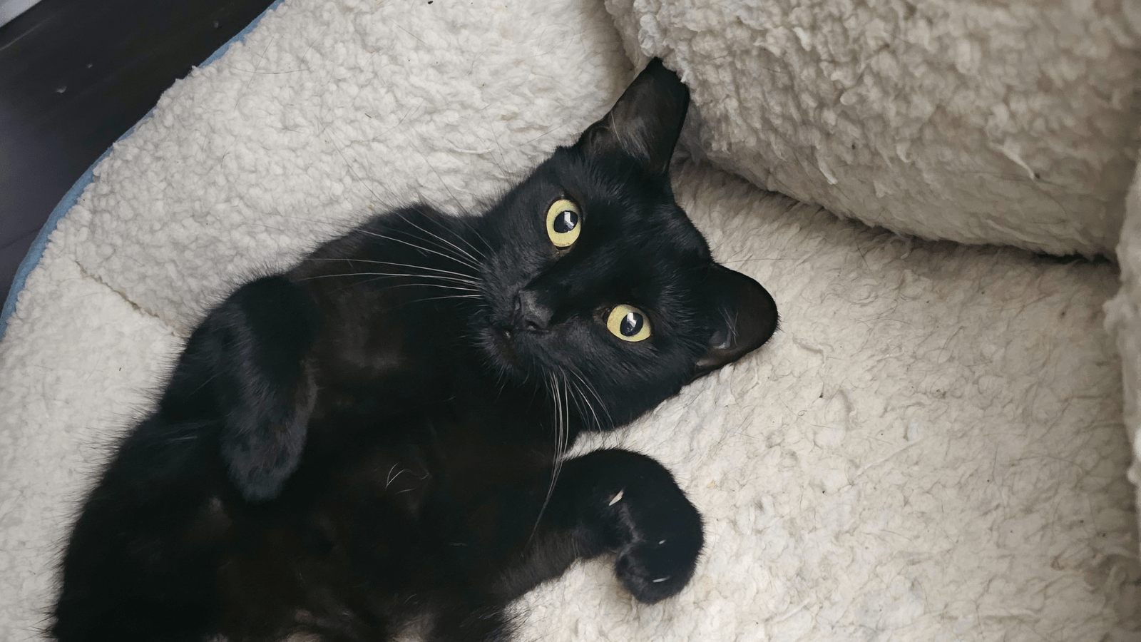 500 Cute Cat Names