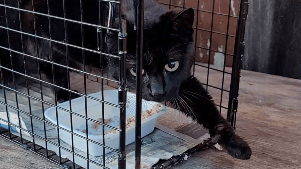 Black Cat in a Cat Trap