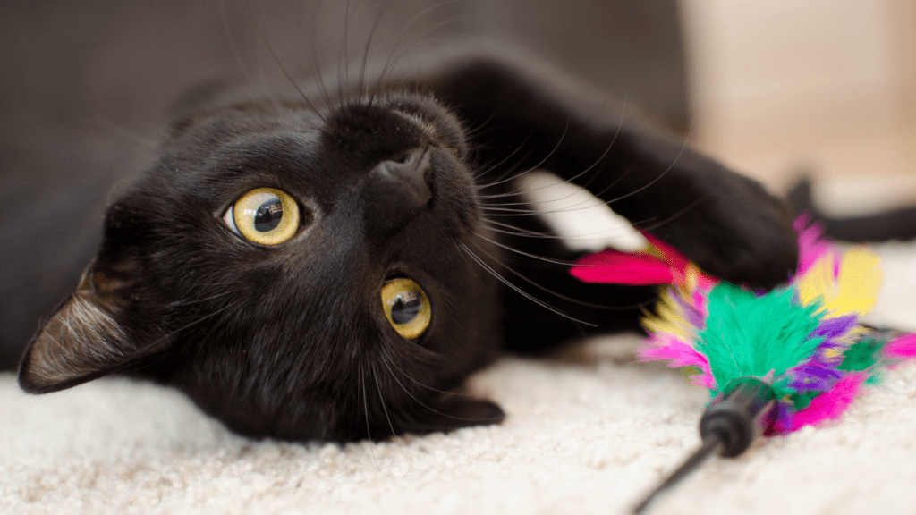 Cute Black Cat