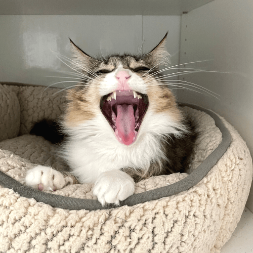 Cute Cat Sneezing