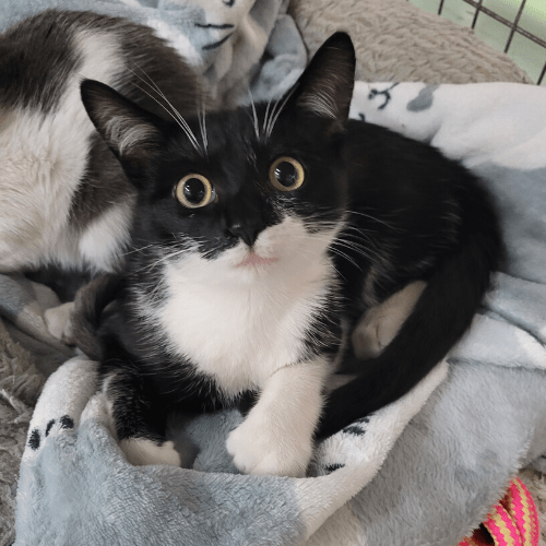 Cute Kitten