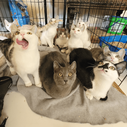 Group of Kittens