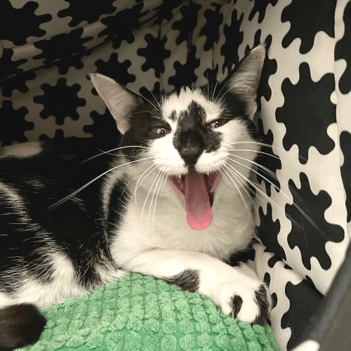 Tuxedo Cat Sneezing