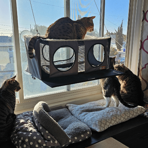 2 cat window perch