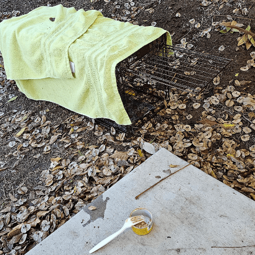 Bait and a cat trap