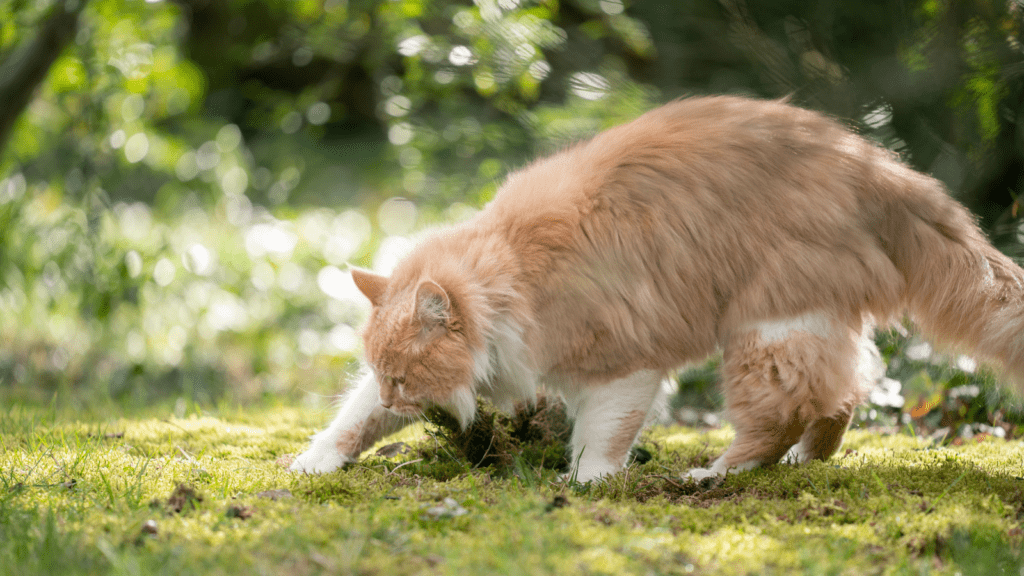 Cat Burying Food Outside