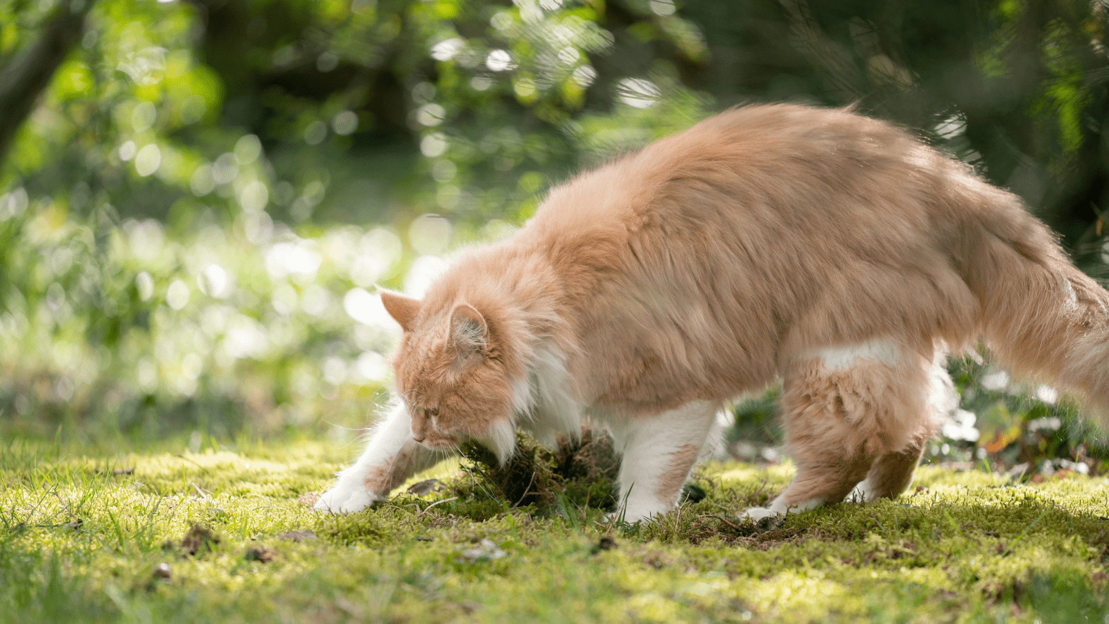 Why Do Cats Bury Their Food?