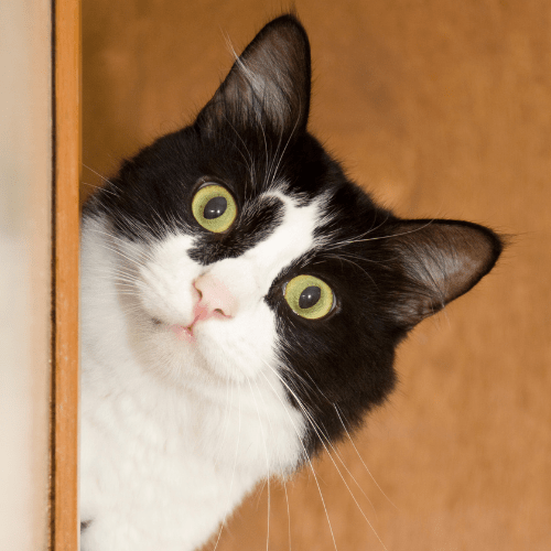 Cat Peeking Head Bunting Behavior