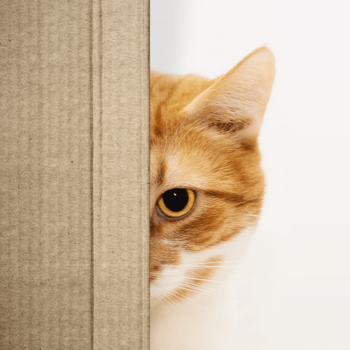 Cat Peeking Head Butting Behavior