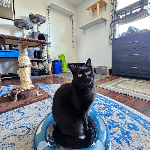 Cat Scratchers with black cat