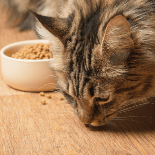 Cat eating food from dish