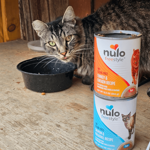 Cat Food For Feral Cats