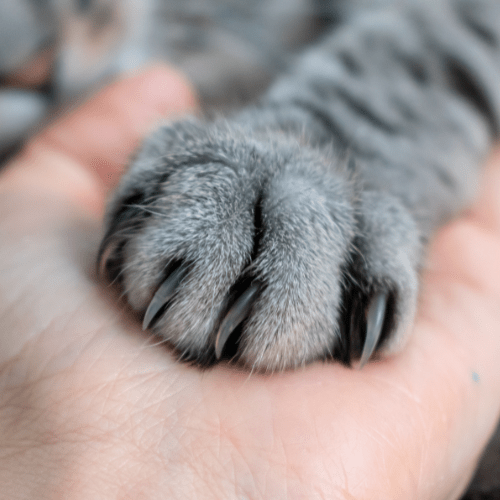 Cat paw and claw