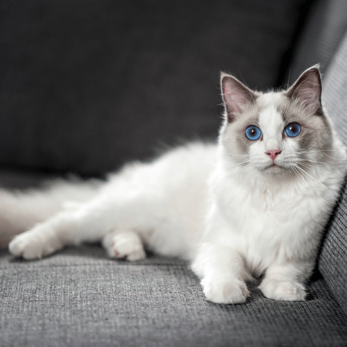 Charming Ragdoll Kitty