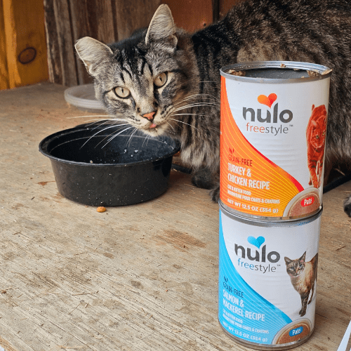 Feral cat eating Nulo