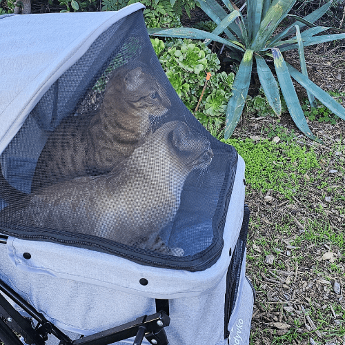 Large 2 Cat Stroller