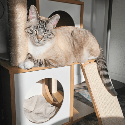 Mau Cat Tree Alternative