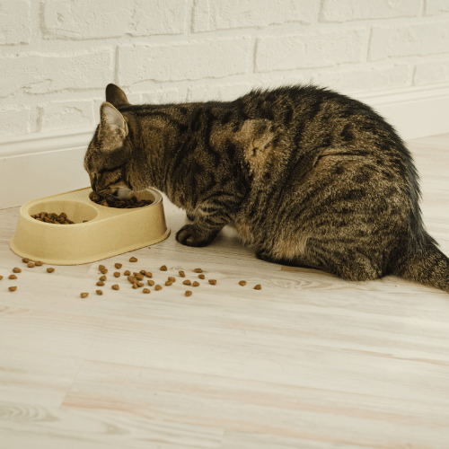 Messy cat eating food