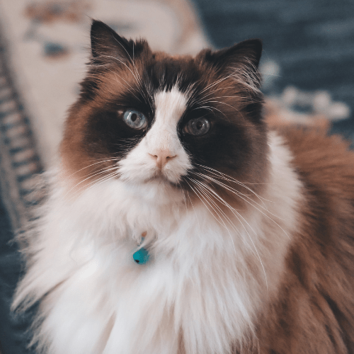 Ragdoll Cat Coat