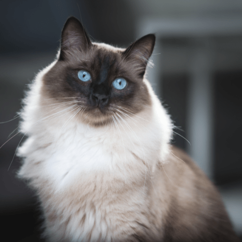 Ragdoll Therapy Pet