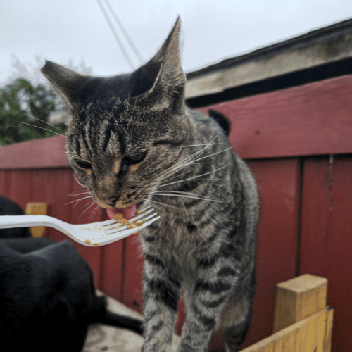 Stray cat eating from a fork