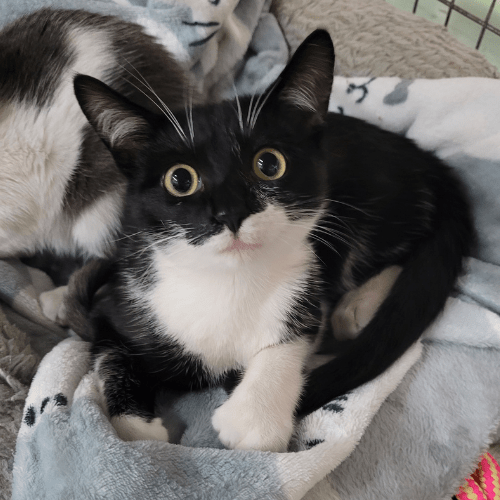 Super Cute Kitten