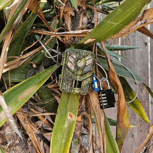 Trail Camera on Tree