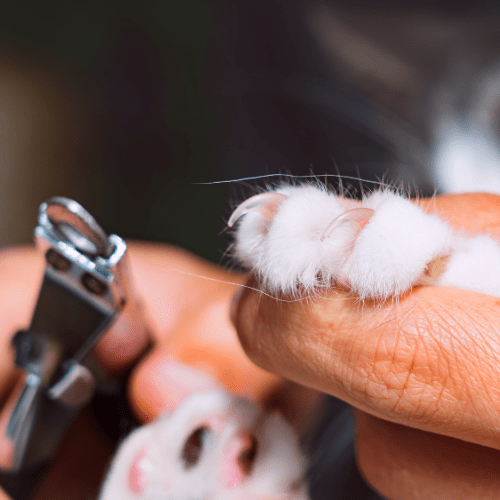 Trimming cat nails