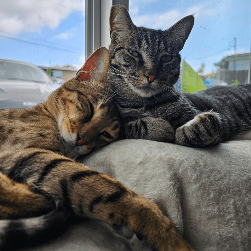 Two bonded cats sleeping together