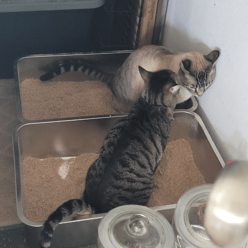 Two cats in stainless steel litter box